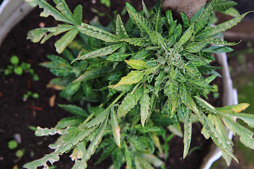 Image showing marijuana plant\r\n