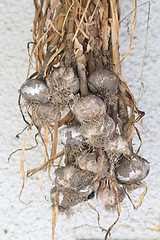 Image showing garlic from small home farm