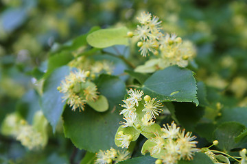 Image showing basswood flowers background