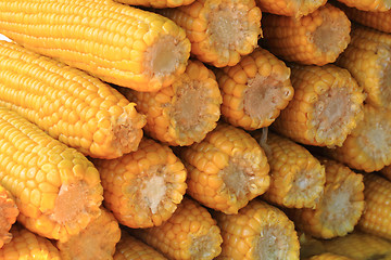 Image showing sweet corn background