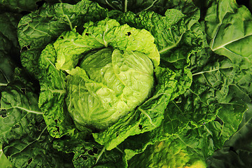 Image showing cabbage plant