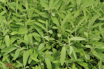 Image showing salvia plant background