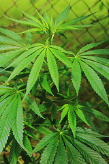 Image showing marijuana plant\r\n