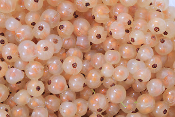 Image showing white currant background