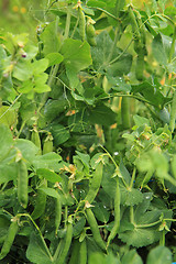 Image showing pea plant from small garden