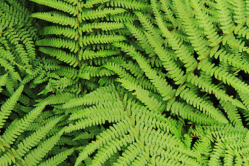 Image showing green fern background