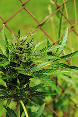 Image showing marijuana plant\r\n