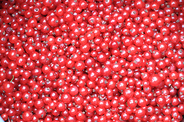 Image showing red currant background