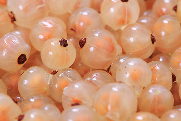 Image showing white currant background