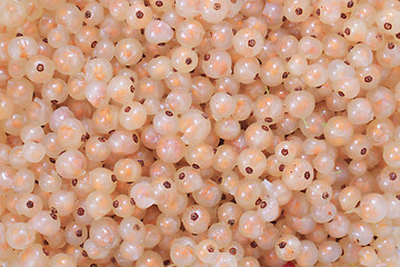 Image showing white currant background