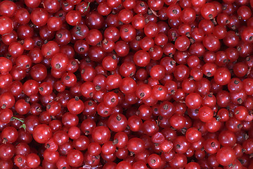 Image showing red currant background