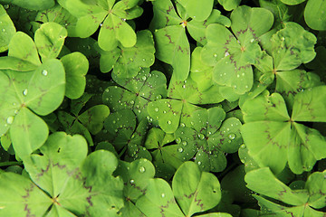 Image showing plan look like four-leaf clover