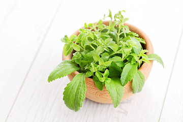 Image showing Stevia Rebaudiana Bertoni 