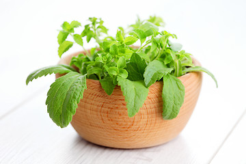 Image showing Stevia Rebaudiana Bertoni 