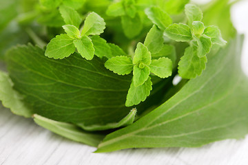 Image showing Stevia Rebaudiana Bertoni 