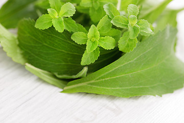 Image showing Stevia Rebaudiana Bertoni 