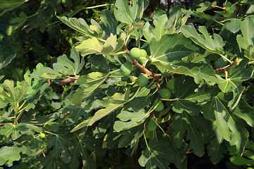 Image showing natural fig plants