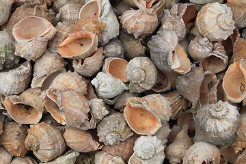 Image showing sea shells background