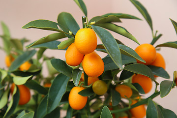 Image showing Orange Kumquat