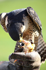 Image showing hawk on the falconer gloves and eating meat