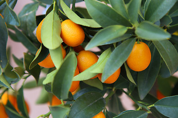 Image showing Orange Kumquat