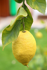 Image showing Lemon with foliage in closeup