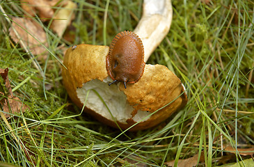 Image showing Mushroom