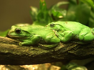 Image showing Frogs in  love