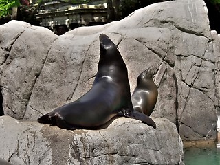 Image showing Seals couple