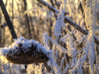 Image showing Frost