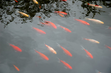 Image showing Red fishes