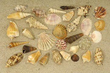 Image showing Shell collection in sand