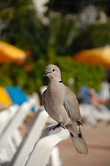 Image showing Pigeon on vacation