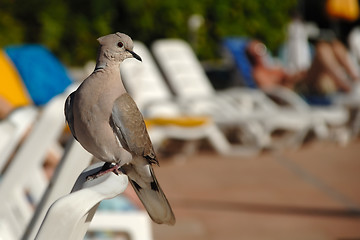 Image showing Pigeon on vacation