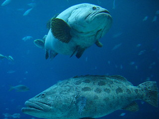 Image showing Fish Friends