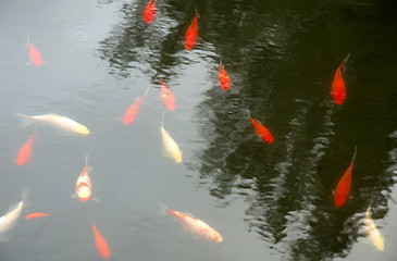 Image showing Red fishes