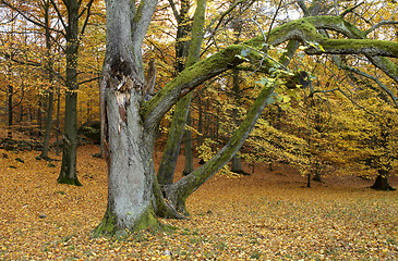 Image showing Autumn