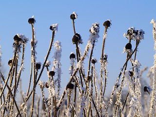 Image showing Frost