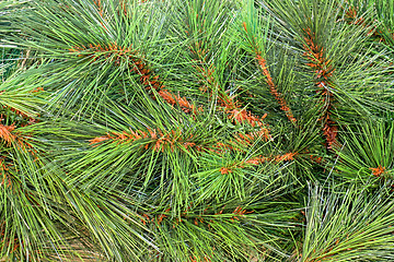 Image showing Pine needles pattern