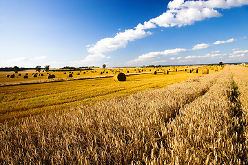 Image showing wheaten field  