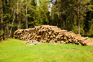 Image showing   sawed trees