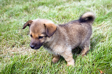 Image showing Puppy 