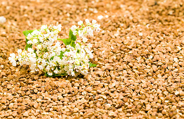 Image showing   buckwheat