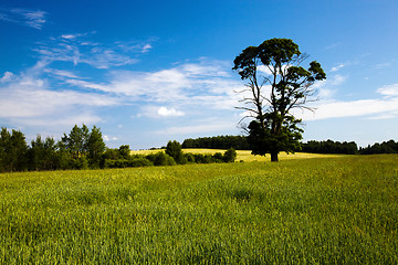 Image showing agricultural field  