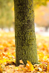 Image showing autumn  