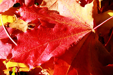 Image showing  Maple leaves 