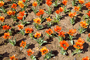 Image showing orange   tulips