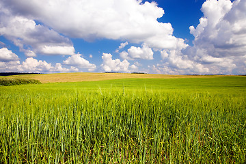 Image showing  green unripe grains