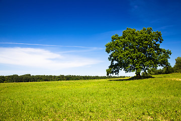 Image showing tree in summer