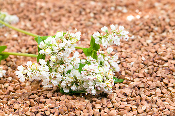 Image showing   buckwheat